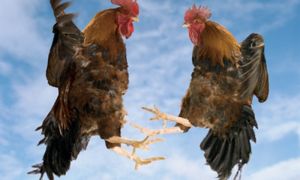Лаянка – неад’емная частка нашай культуры